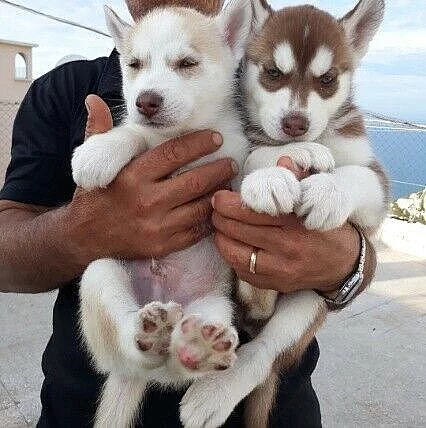 štěňata sibiřského husky