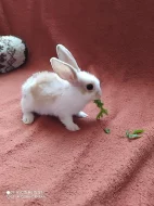 Prodám zakrslého králíčka