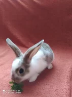 Prodám zakrslého králíčka