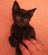 černí kluci - koťata