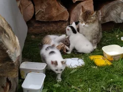 Tři krásná koťátka hledají domov