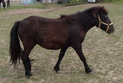 Osel, pony a Oslík