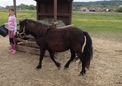 Osel, pony a Oslík