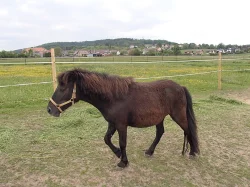 Osel, pony a Oslík