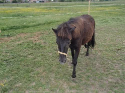 Osel, pony a Oslík