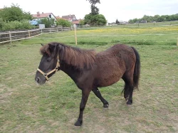 Osel, pony a Oslík