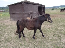Osel, pony a Oslík