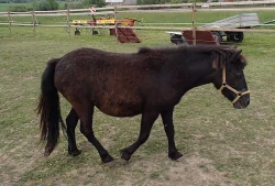 Osel, pony a Oslík
