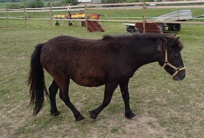 Osel, pony a Oslík