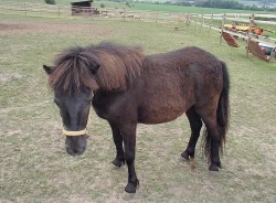 Osel, pony a Oslík