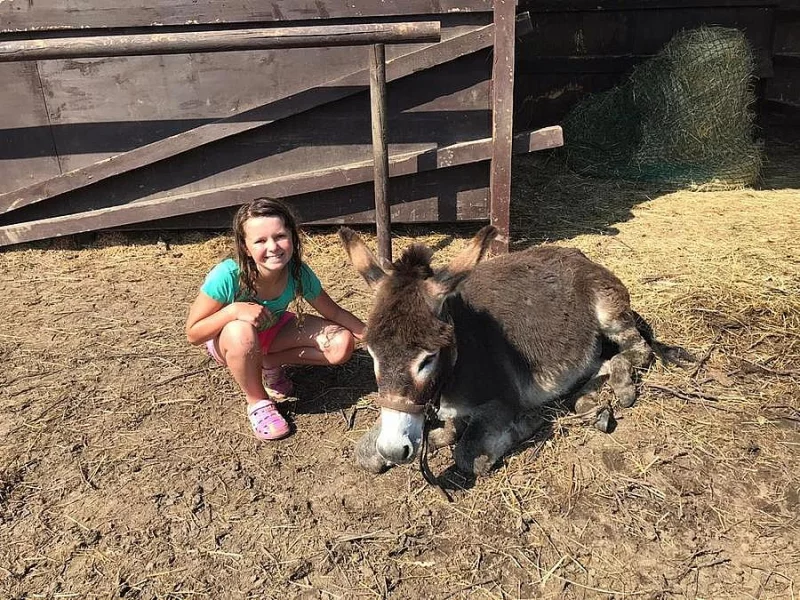 Osel, pony a Oslík