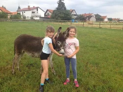 Osel, pony a Oslík