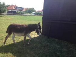 Osel, pony a Oslík