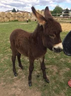 Osel, pony a Oslík