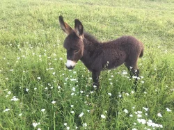 Osel, pony a Oslík