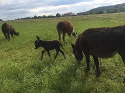 Osel, pony a Oslík