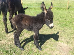 Osel, pony a Oslík