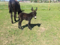 Osel, pony a Oslík