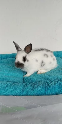 Zakrslý králíček se saténovým genem