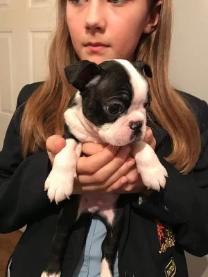 Awesome Boston Terrier Puppies K dispozici na prodej