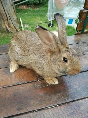 Prodám samečky vhodné k chovu