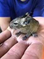 Osmak degu