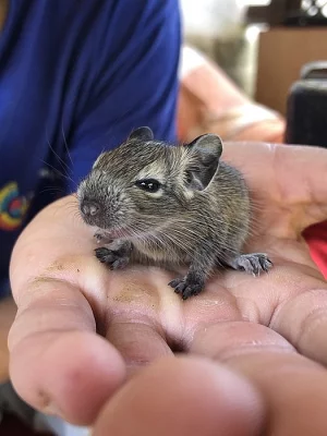 Osmak degu