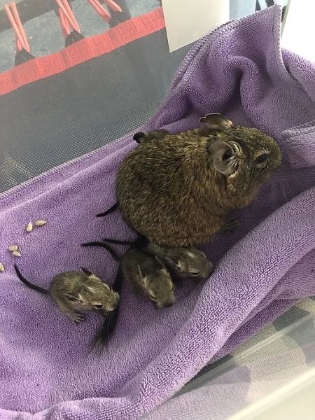 Osmak degu
