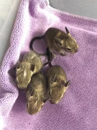 Osmak degu