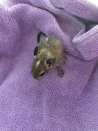 Osmak degu