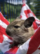 Osmak degu