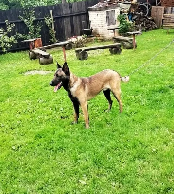 Belgický ovčák malinois