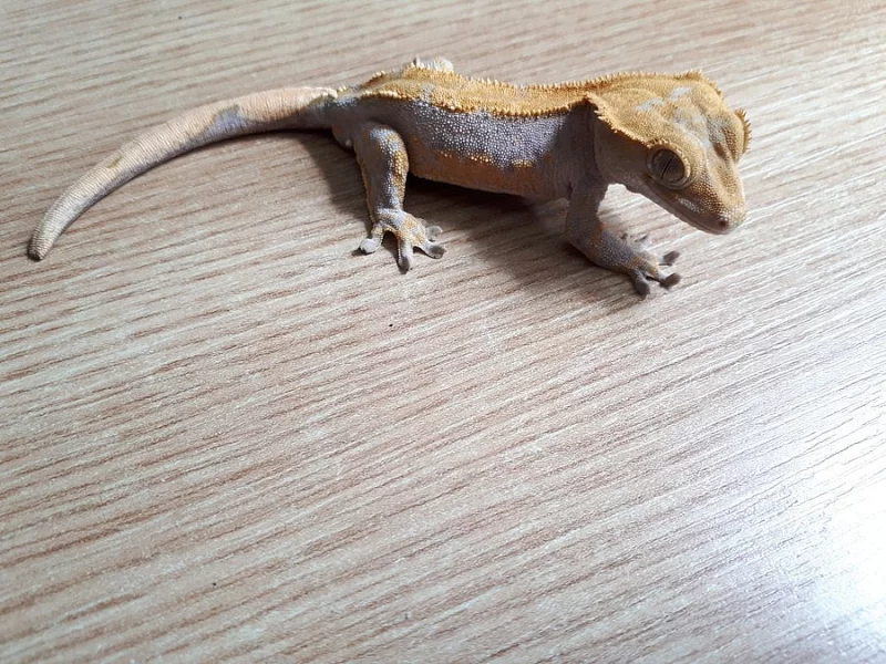 Pagekon řasnatý (samec prodám)