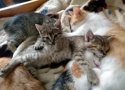 Prodám mourovaná, rezavobílá a tříbarevná koťata