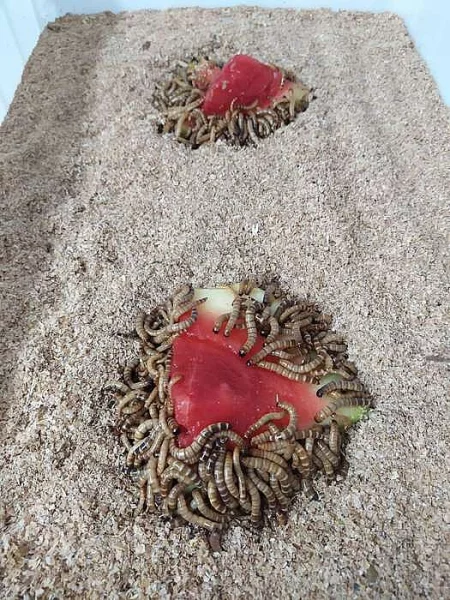 Krmný hmyz-Zophobas morio