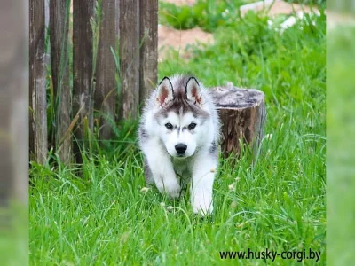 SIBIRSKÝ HUSKY ŠTĚŇATA