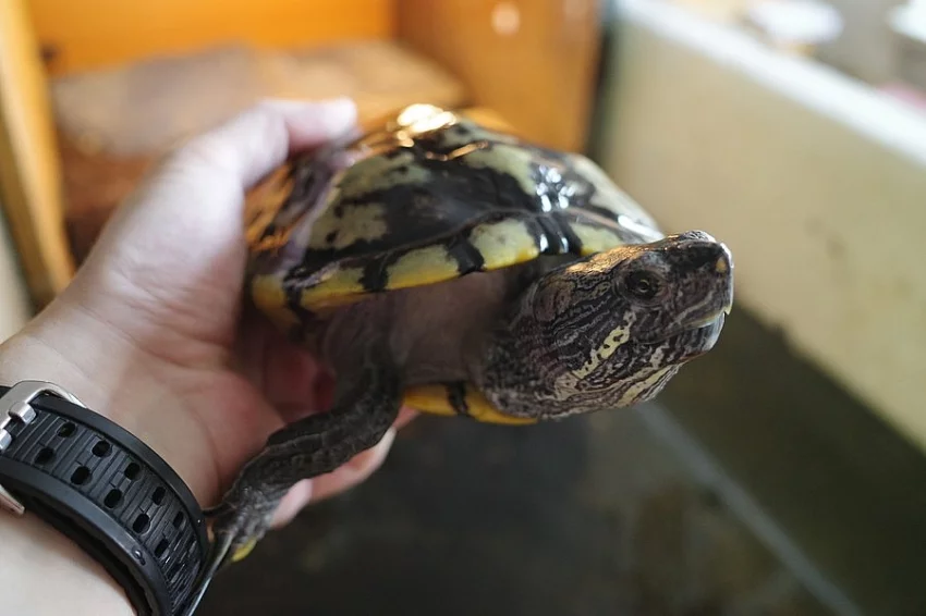 Dvě želvy nádherné plus želvárium - převezme někdo štafetu?