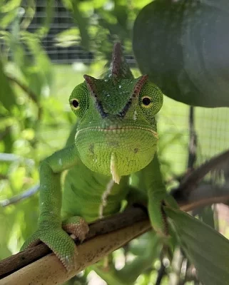 Chameleon jemenský