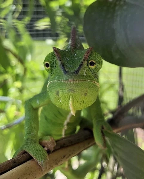 Chameleon jemenský