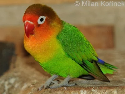 Agapornis fisheri