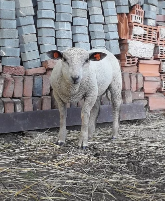 Prodám beránka