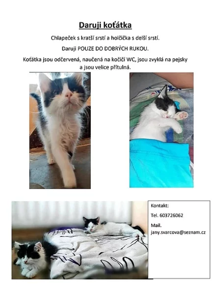 Daruji koťátka