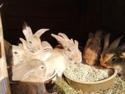 Prodám králíky
