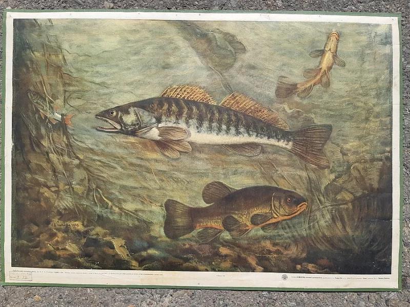 prodám velké nástěnné obrazy - litografie ryb z roku 1911