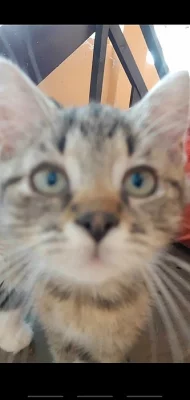 Daruji krásná koťátka