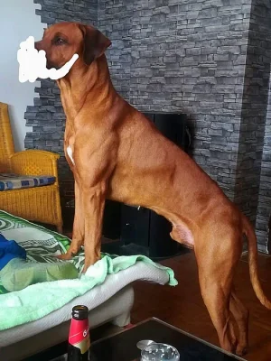 Rodhesky Ridgeback