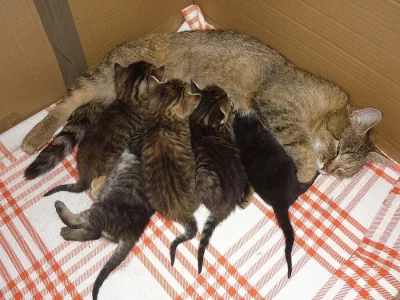 Darujeme  koťata - krásná, muorovatá