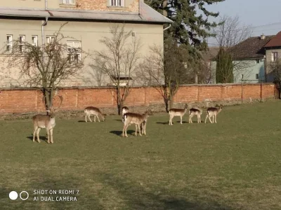 Daňci