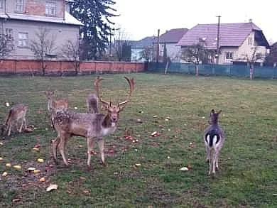Daňci