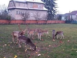 Daňci